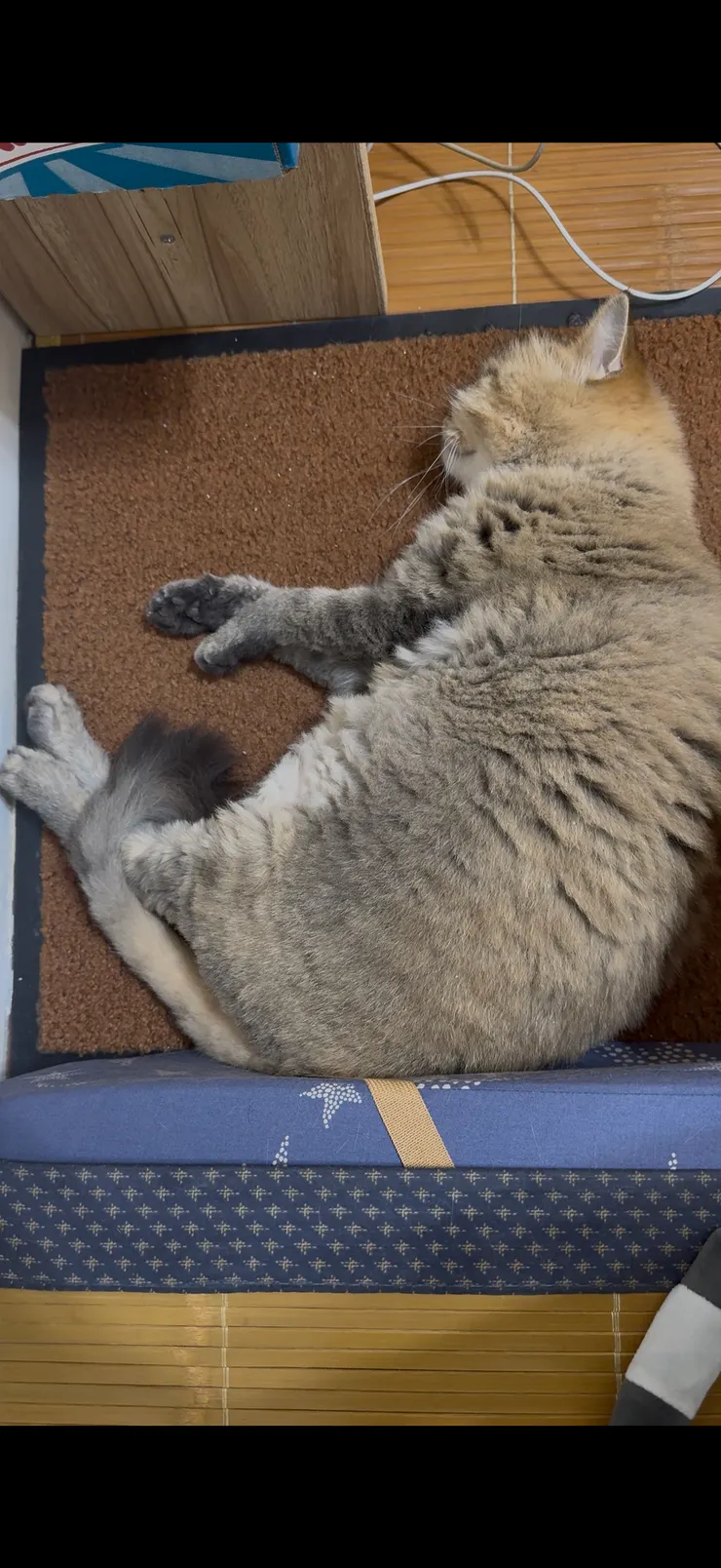 截圖自 2025/06/07 的最後ㄧ夜睡覺影片