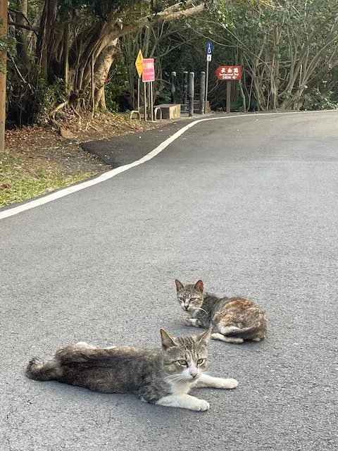 碰到路邊悠哉的貓咪