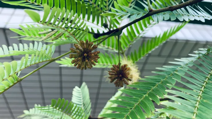 長大後就會開出花穗