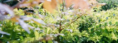 啾兜嗎爹的腦袋瓜