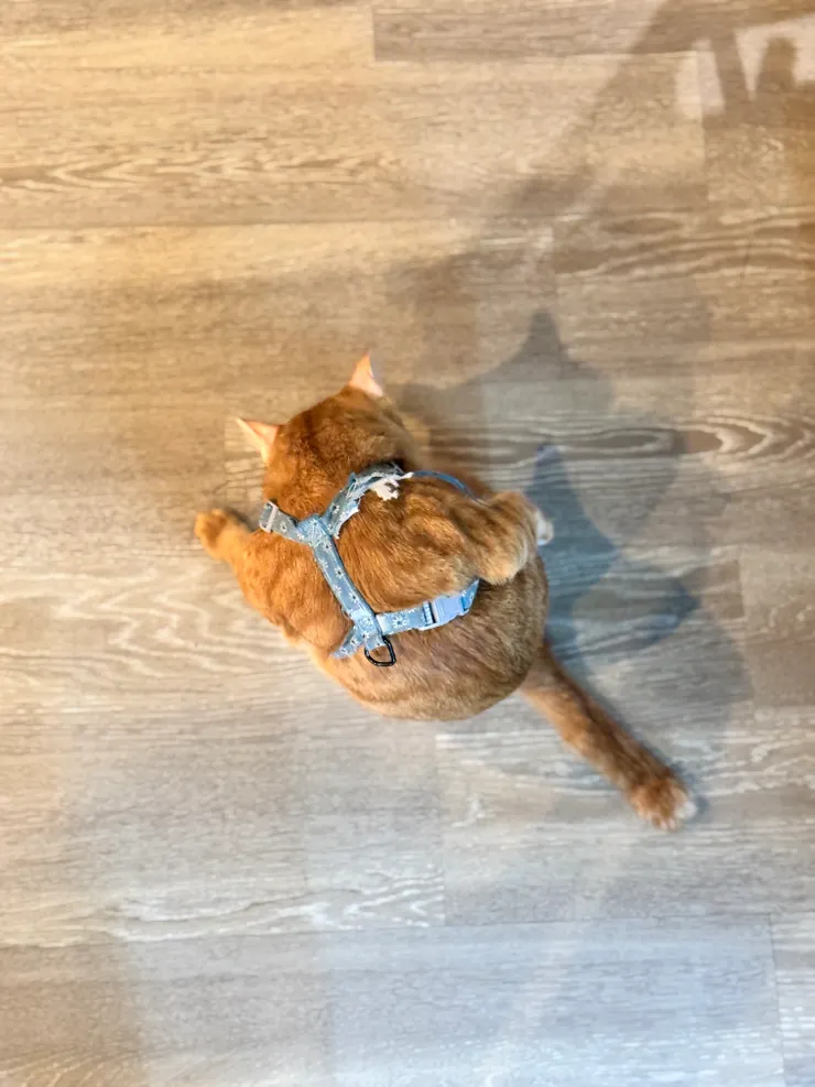 不能出去，乾脆在門口舔毛