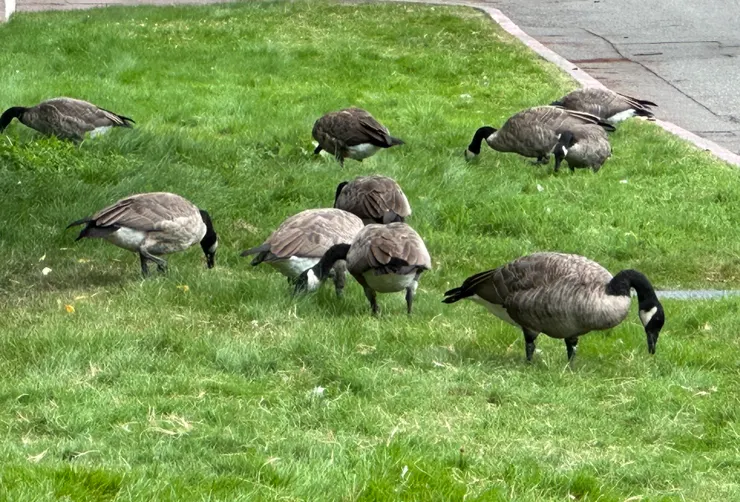 壯碩的加拿大鵝一直吃個不停,原以為牠們在找蟲吃,仔細觀察了一下才發現是吃草呢!(圖 by Vina)