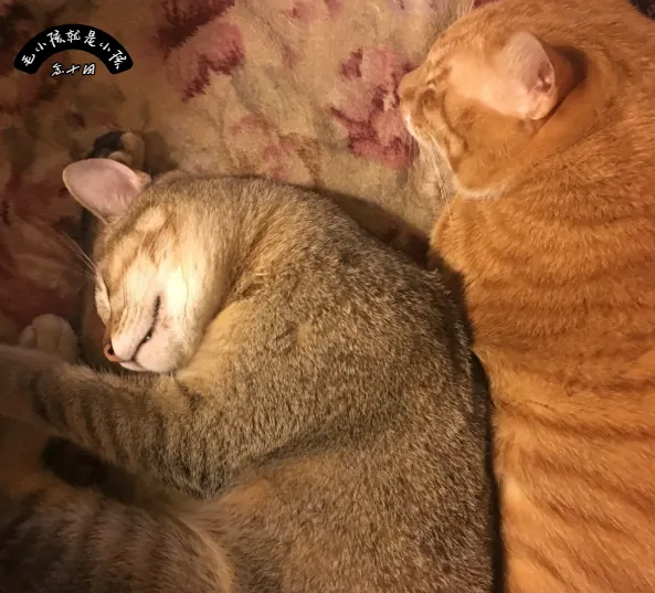 在寵物飼養的世界裡，更可怕的是：「愛之深，害之切。」