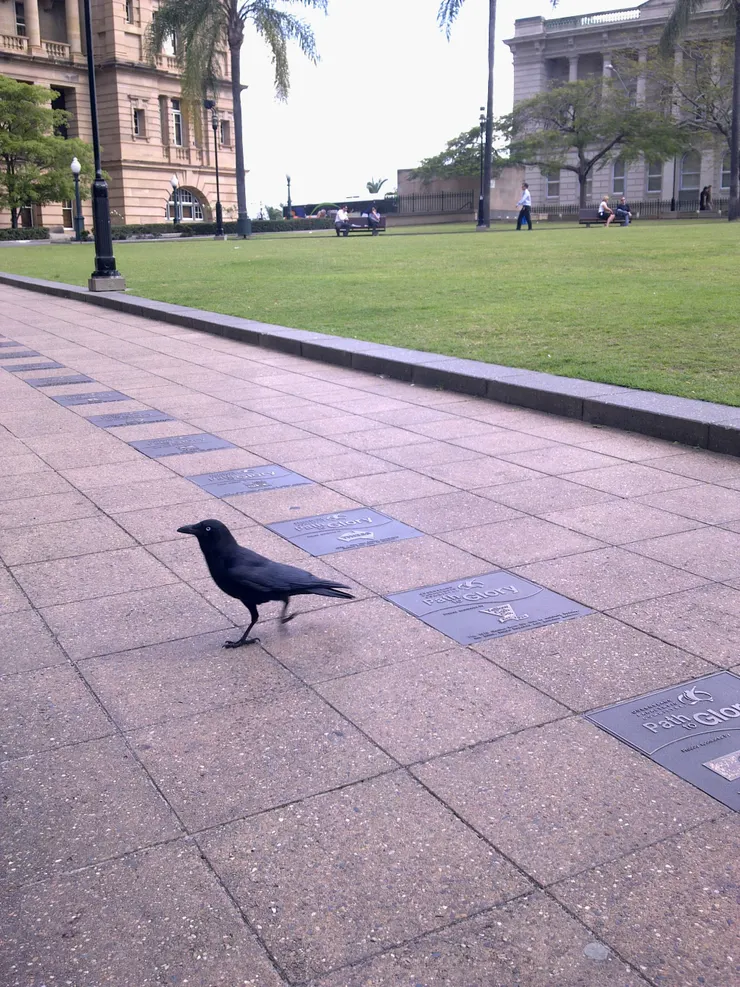 很大隻的烏鴉~很想看她撿小石頭去喝瓶子裡的水