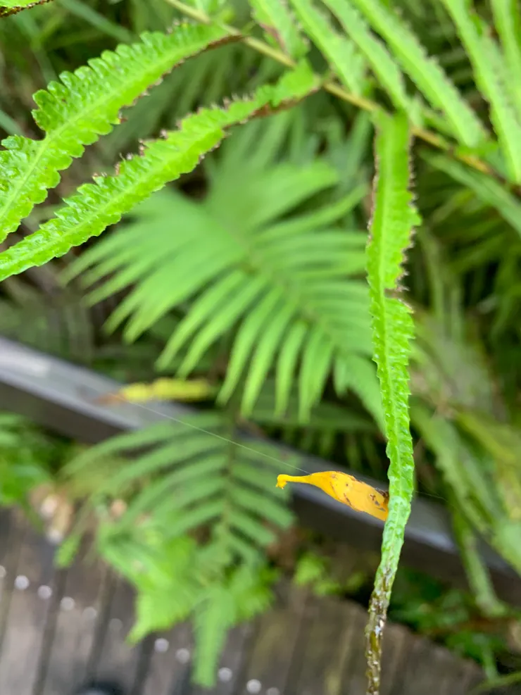 黃色落葉蜘蛛的腹部