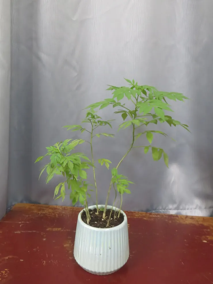 大安社大112.12.15