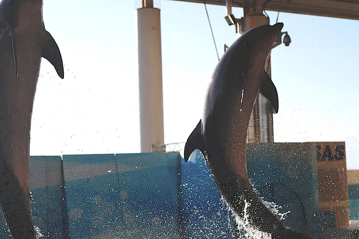 聽起來大家都很喜歡海豚的微笑。