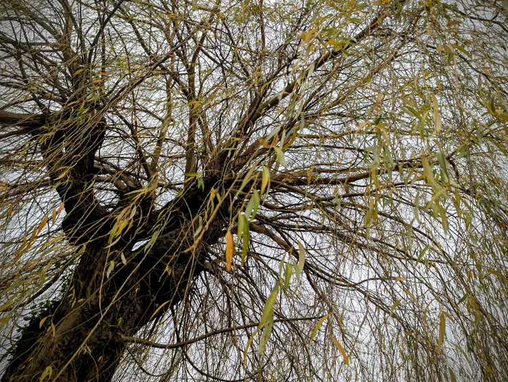 2025/12/21 冬至：冷雨，住家巷口一戶人家後院，有參天柳樹一棵，每次外出散步必經過。節氣之始，以汝為證。