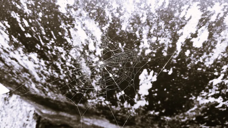 某天在家中圍牆上看到的蜘蛛網