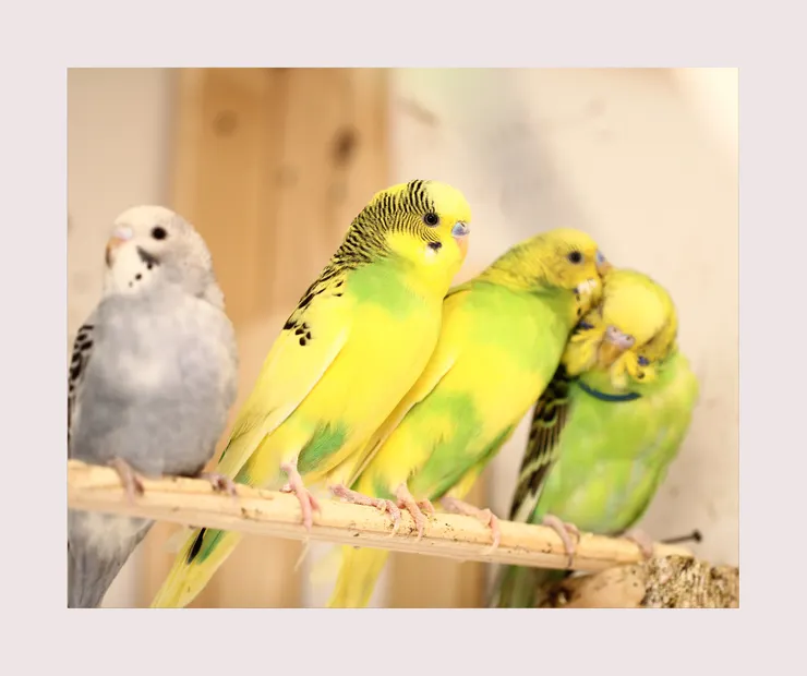 寵物.寵物鸚鵡.虎皮鸚鵡.鸚鵡飼養.虎皮英文飼養