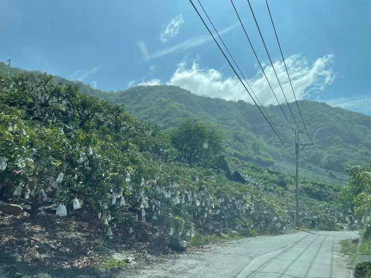 枋山盛產芒果，前往當時適逢產季