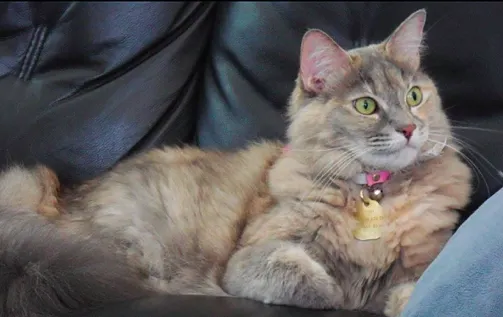 『差點』走失的室內貓一號小櫻，偷開紗門溜出去，找到時正躲在院子的灌木叢旁邊哭泣。