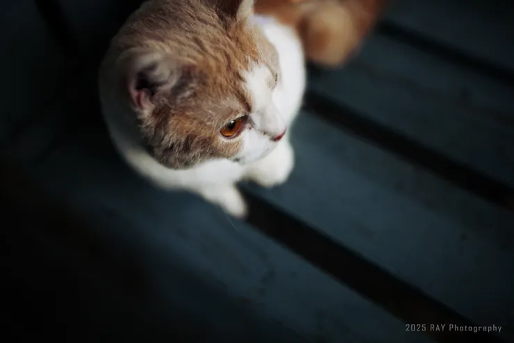 找張木椅納涼一下。我看，今天是真的累了——