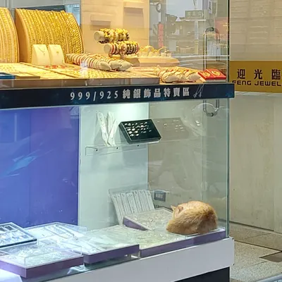 銀樓的貓