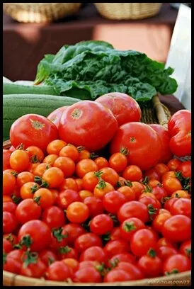 心是一畝田各種不同的番茄