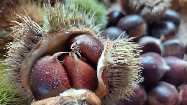 栗子為堅果，一般有兩三個果實共生於球形並有密刺的殼斗中。