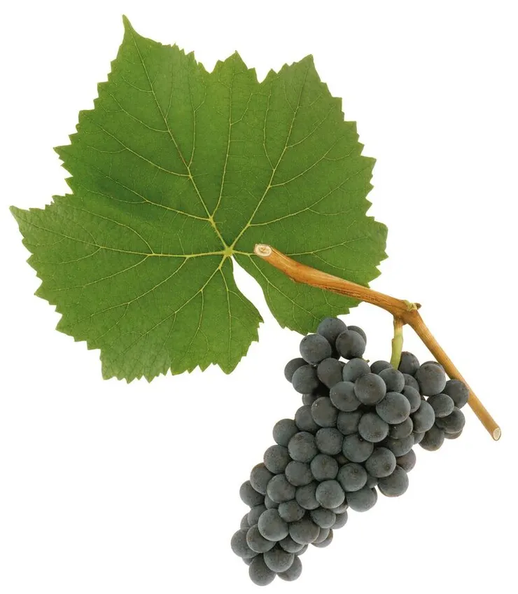 黑皮諾品種外觀