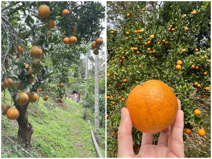 今年的桶柑真的，超～好～吃