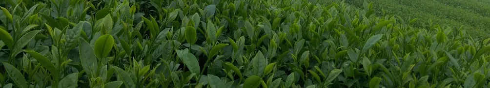 小股東彼得的沙龍