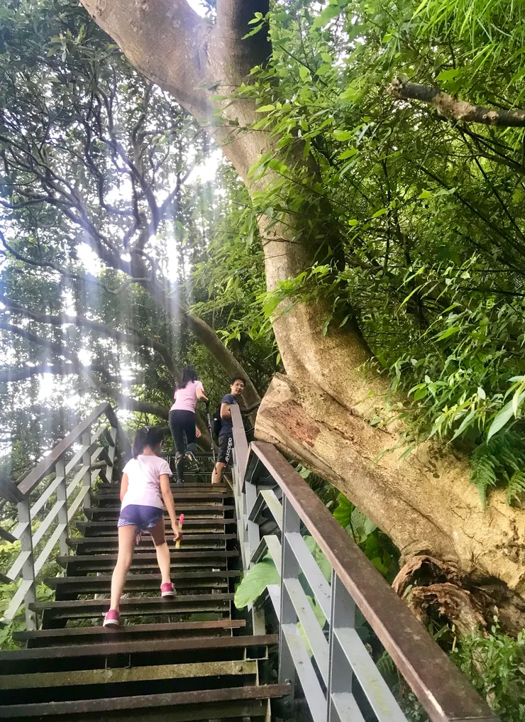 右邊的相思樹，樹幹質地很好堅硬耐腐，可以當做建材、造船的材料與木棧道