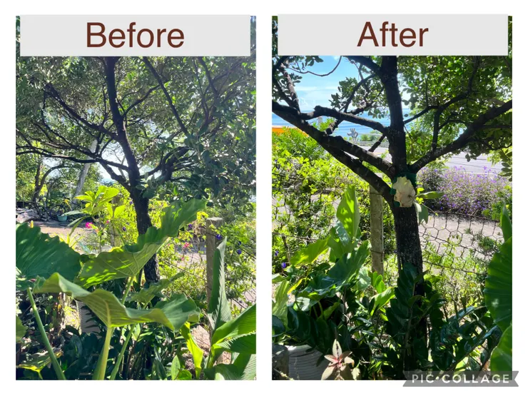 釘好的鹿角蕨(很不忍啊⋯⋯)