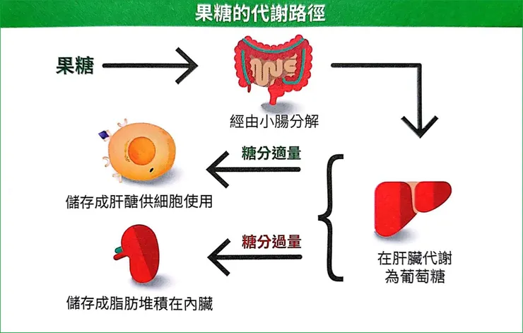 圖片引自本書《骨力自癒逆轉密碼》---不只喝酒會傷肝，吃糖也會傷肝！