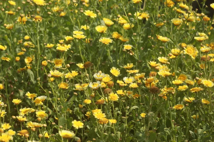茼蒿花又名春菊，顧名思義就是春天盛開的菊花。