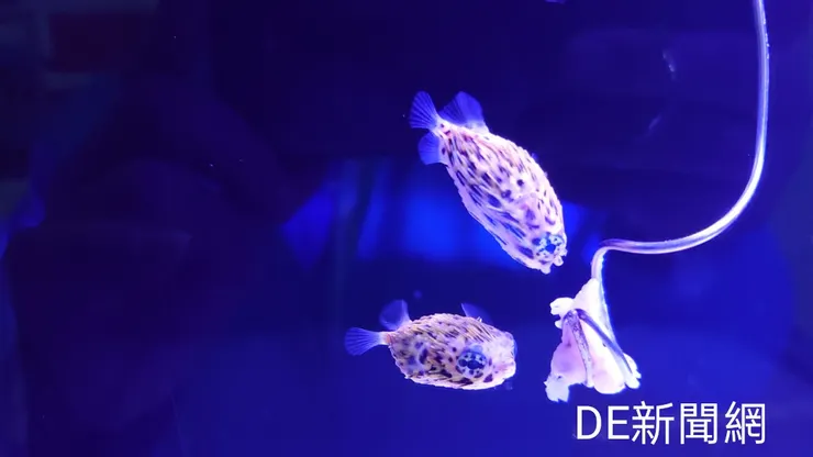 (照片/海科館提供)