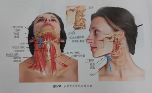 箭頭處為筋膜放鬆按摩點  圖片來源：易利圖書