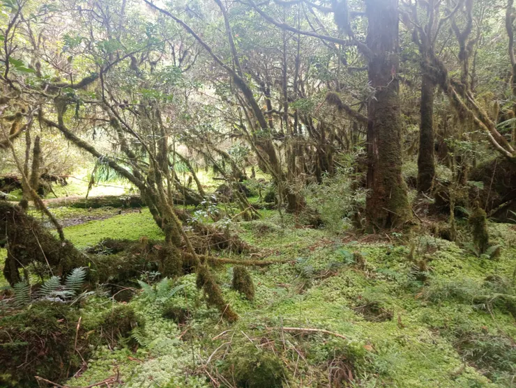 沿鐵杉林自然步道，沿途林相均佈滿蕨類與苔癬
