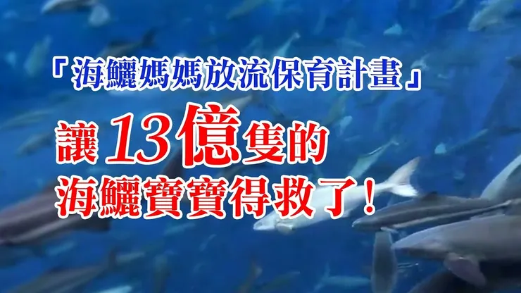 海鱺媽媽放流保育計畫