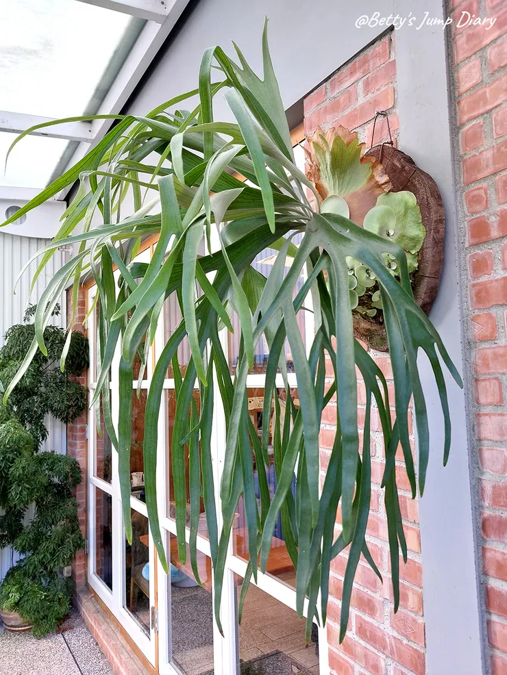 ▲龍潭「野薑花與貓」庭園餐廳/ 圖片來源:Betty's Jump Diary