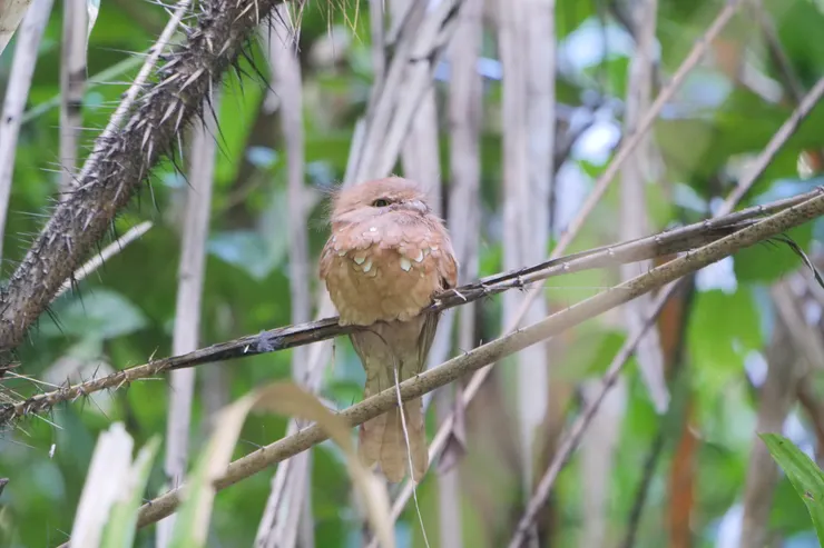 Blyth's Frogmouth  星喉蟆口鴟