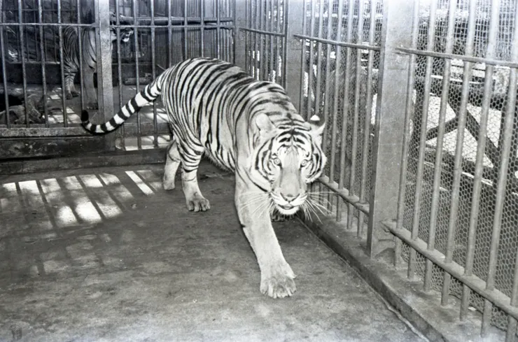 圖3 威猛的明星動物-老虎 案名：公共、藝文建設（圖書館、國父紀念館、中正紀念堂、文化中心） 檔號：0051/0065/1 來源機關：行政院新聞局 管有機關：國家發展委員會檔案管理局