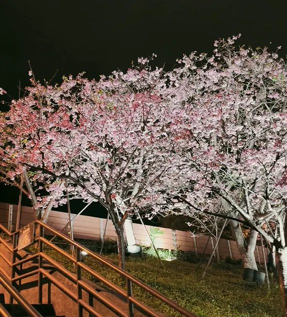 現在正是櫻花綻放的最美的時候🌸