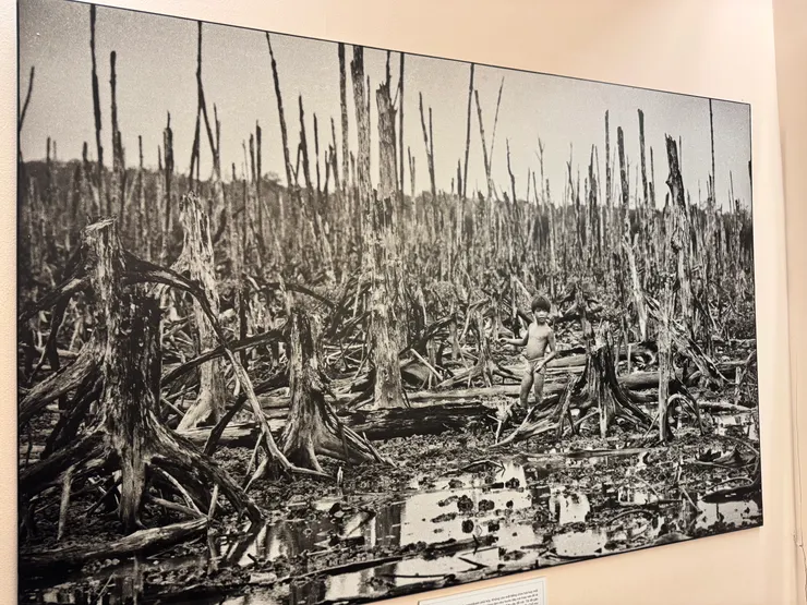 美軍撒下橙劑後的枯樹