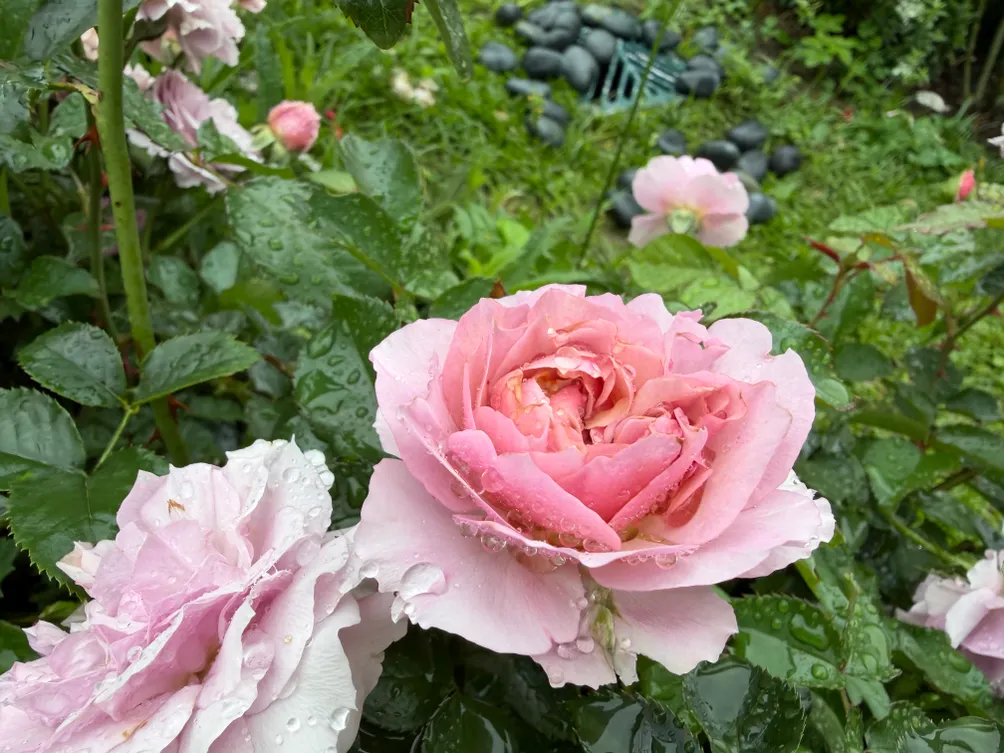 選我正姐的沙龍