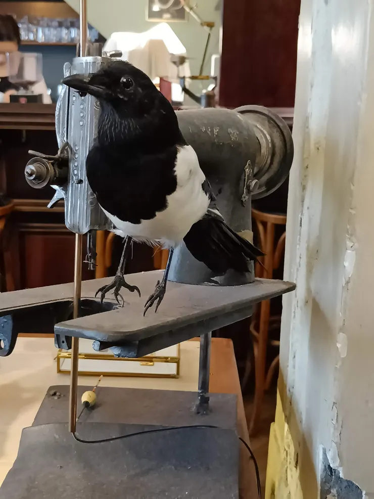 動物標本融入古董裁縫機之上