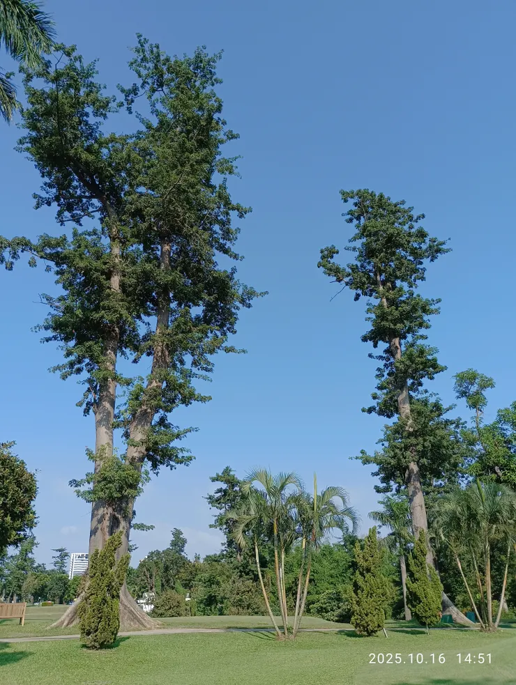 果嶺內最高大的樹為“吉貝木綿”，約有三人手合圍，高想超過五十公尺