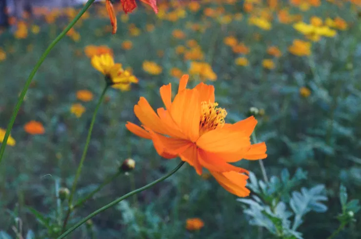 Shot by Emma @華山，台灣。31/ 10 / 2009.