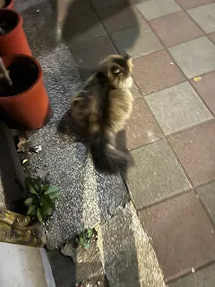 試想在進入股市之前,日子不也過得好好的嗎?因為學習了一些財經知識,對投資抱有期望,所以才會感到失望吧?與他人比投資績效,比財務自由的速度,比不上那又如何呢?投資的目的本來就是為了讓自己在退休的時候,還擁有除了退休金以外的被動收入現金流。