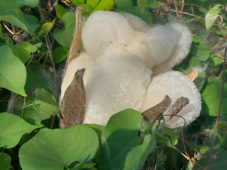 一整朵掉落在草地上的木棉，疑心是被環保局的清潔人員給打落的。