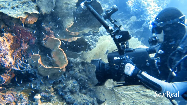 4K Underwater Photographer 