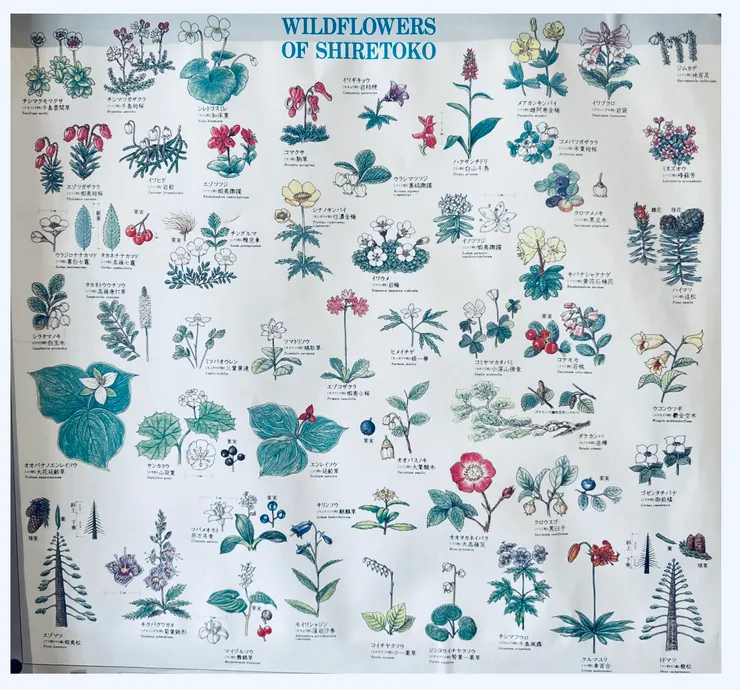 知床野花圖鑑，有種復古的美感