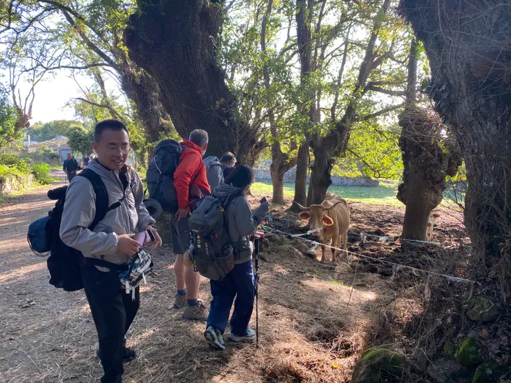 看牛牛也可以吸引一群人聚集