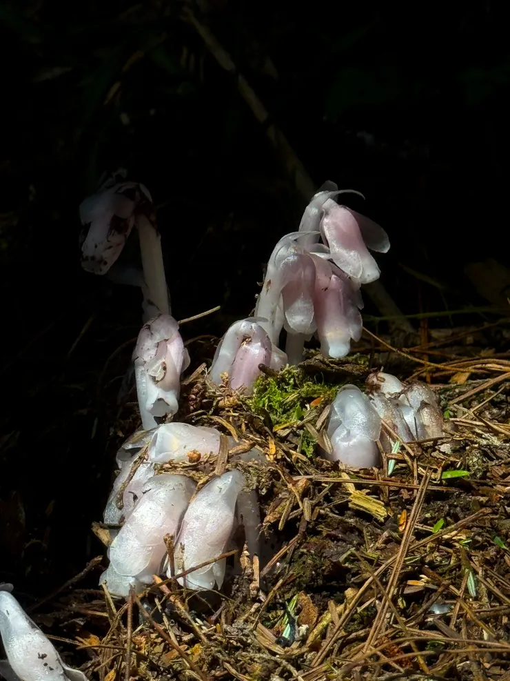 路旁休息時無意間發現粉紅水晶蘭，好美～～🥰