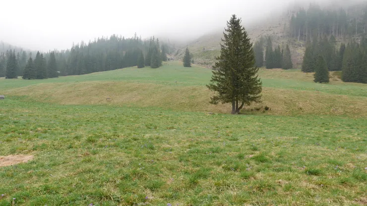 只是為啥草地看起來還是綠色，不是紫色的😭