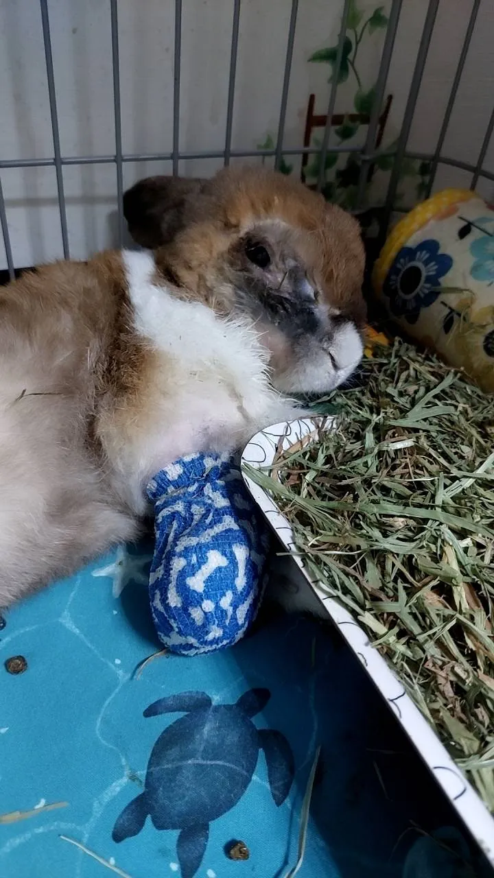 還是很認真地吃草喔!