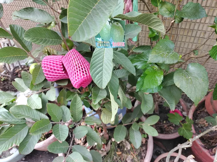 黃金蜜芭樂