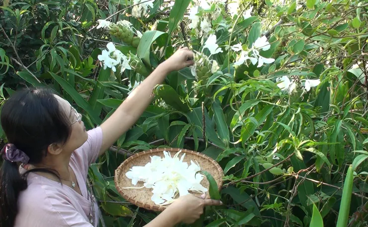 開在自然山野的野薑花，一旦移植進自家園子才發現是可怕的災難，稍稍發懶，那卓莽的野性就與其他草木相互糾纏，漫出一大片比人還高的綠籬。